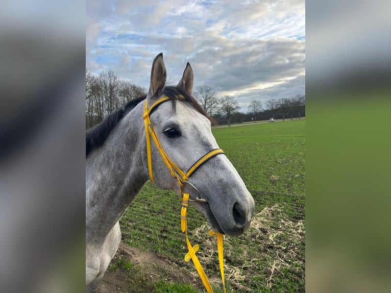 Vollblutaraber Wallach 7 Jahre 162 cm Apfelschimmel in Grenzach-Wyhlen