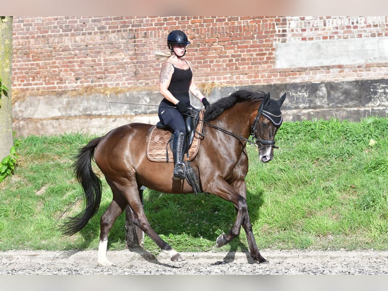 Vollblutaraber Wallach 7 Jahre 168 cm Schwarzbrauner in Düsseldorf
