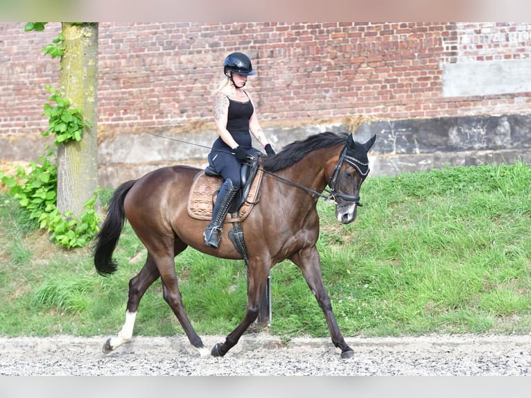 Vollblutaraber Wallach 7 Jahre 168 cm Schwarzbrauner in Düsseldorf