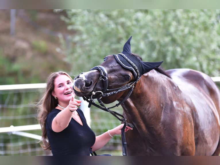 Vollblutaraber Wallach 7 Jahre 168 cm Schwarzbrauner in Düsseldorf