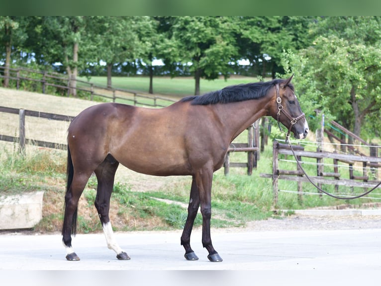 Vollblutaraber Wallach 7 Jahre 168 cm Schwarzbrauner in Düsseldorf