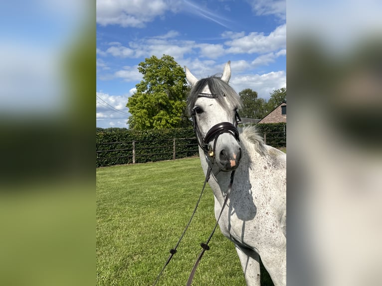 Vollblutaraber Wallach 8 Jahre 148 cm Schimmel in Kinrooi
