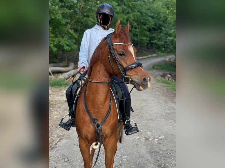 Vollblutaraber Wallach 8 Jahre 152 cm Fuchs in Steinheim
