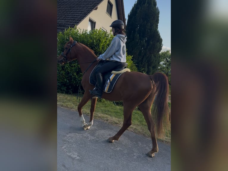 Vollblutaraber Wallach 8 Jahre 152 cm Fuchs in Steinheim