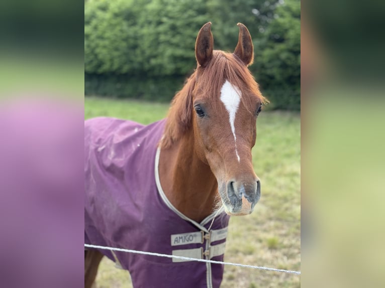 Vollblutaraber Wallach 8 Jahre 152 cm Fuchs in Steinheim