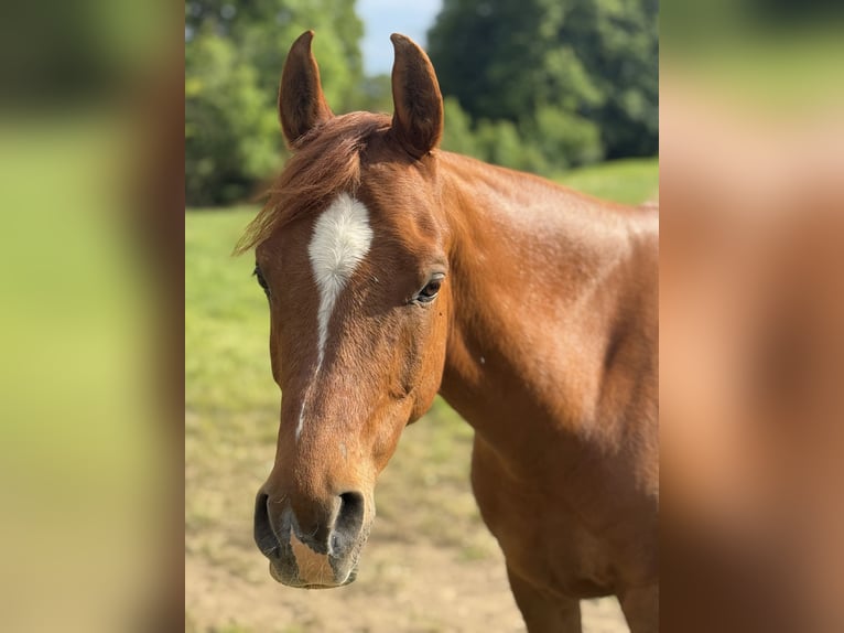 Vollblutaraber Wallach 8 Jahre 152 cm Fuchs in Steinheim