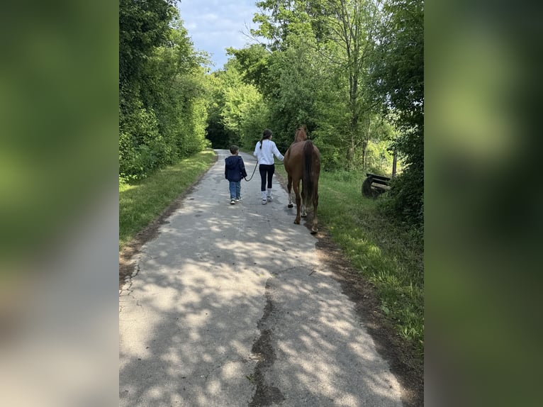 Vollblutaraber Wallach 8 Jahre 152 cm Fuchs in Steinheim