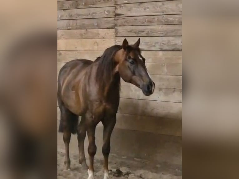 Vollblutaraber Wallach 8 Jahre 154 cm Dunkelfuchs in Eschede