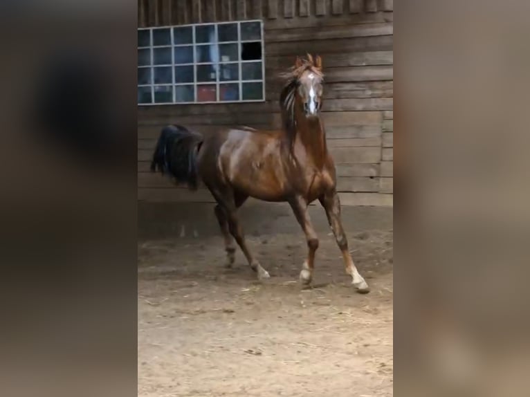 Vollblutaraber Wallach 8 Jahre 154 cm Dunkelfuchs in Eschede