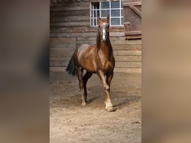 Vollblutaraber Wallach 8 Jahre 154 cm Dunkelfuchs in Eschede