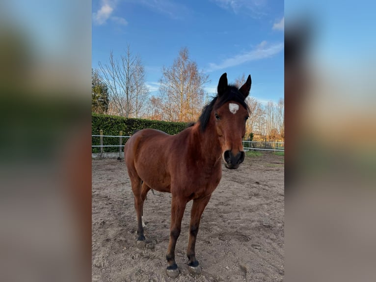 Vollblutaraber Wallach 8 Jahre 155 cm Brauner in Asper