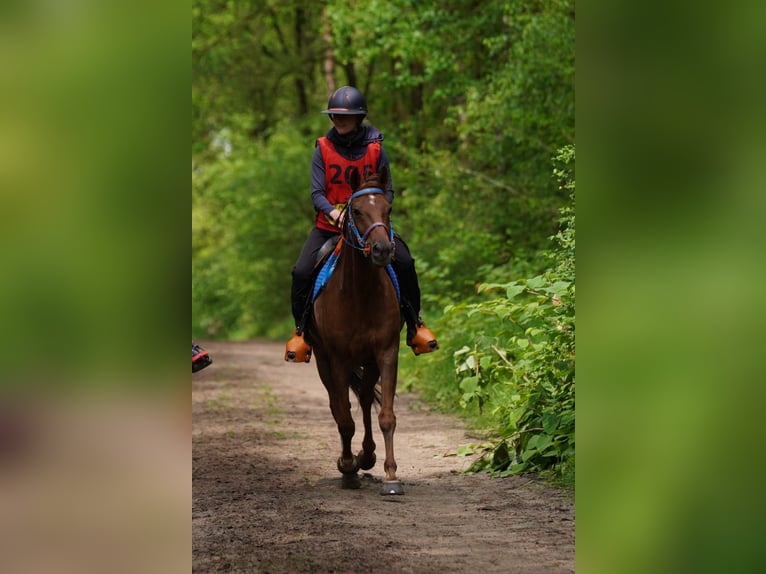 Vollblutaraber Wallach 8 Jahre 155 cm Dunkelfuchs in Olmscheid