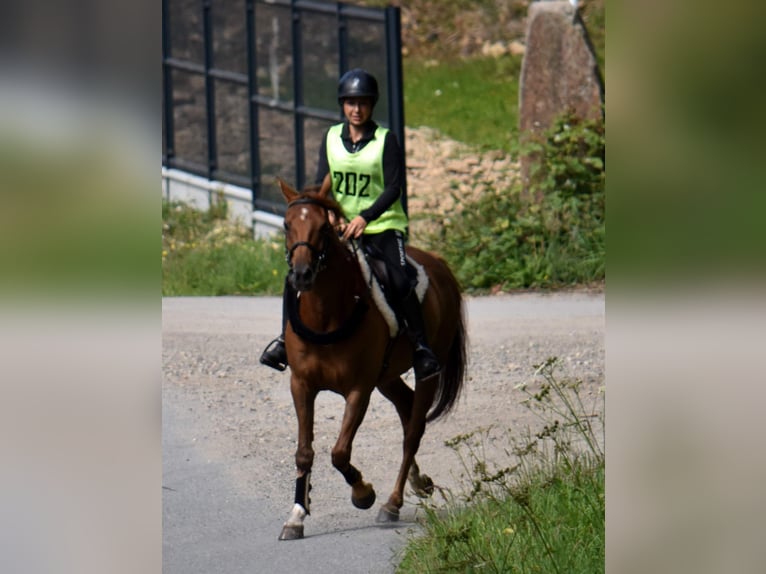 Vollblutaraber Wallach 8 Jahre 155 cm Dunkelfuchs in Olmscheid