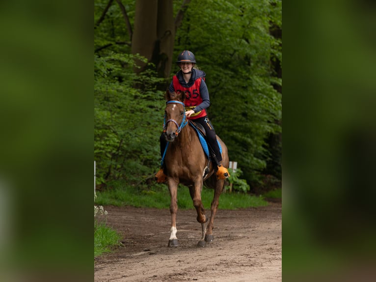 Vollblutaraber Wallach 8 Jahre 155 cm Dunkelfuchs in Olmscheid