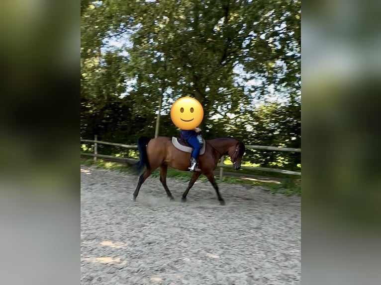 Vollblutaraber Wallach 8 Jahre 156 cm Brauner in Alveslohe
