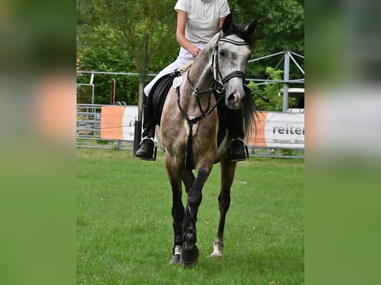 Vollblutaraber Mix Wallach 8 Jahre 157 cm Apfelschimmel in Wittgensdorf