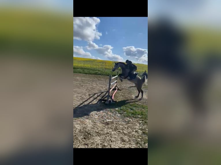 Vollblutaraber Mix Wallach 8 Jahre 157 cm Apfelschimmel in Wittgensdorf