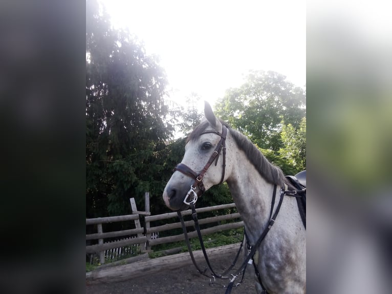 Vollblutaraber Mix Wallach 8 Jahre 157 cm Apfelschimmel in Wittgensdorf