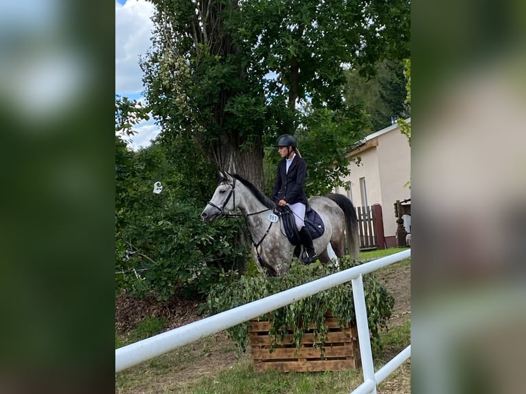 Vollblutaraber Mix Wallach 8 Jahre 157 cm Apfelschimmel in Wittgensdorf