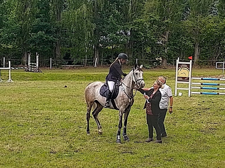 Vollblutaraber Mix Wallach 8 Jahre 157 cm Apfelschimmel in Wittgensdorf