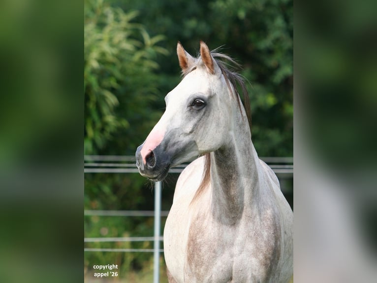 Vollblutaraber Wallach 8 Jahre 157 cm Schimmel in Solms