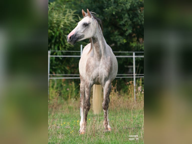 Vollblutaraber Wallach 8 Jahre 157 cm Schimmel in Solms