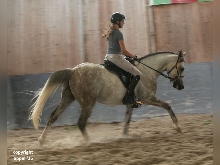 Vollblutaraber Wallach 8 Jahre 157 cm Schimmel in Solms