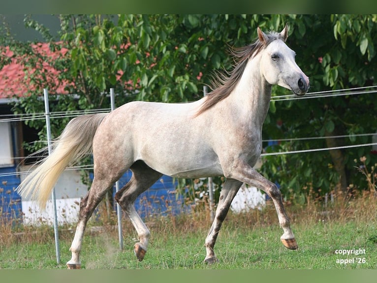 Vollblutaraber Wallach 8 Jahre 157 cm Schimmel in Solms