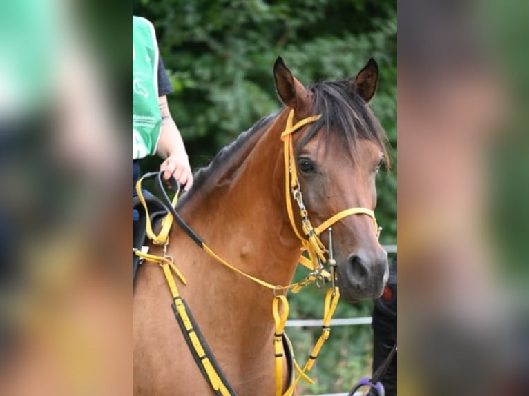 Vollblutaraber Wallach 8 Jahre 160 cm Brauner in Les