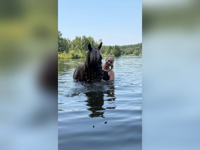 Vollblutaraber Wallach 9 Jahre 145 cm Rappe in Schnaittach