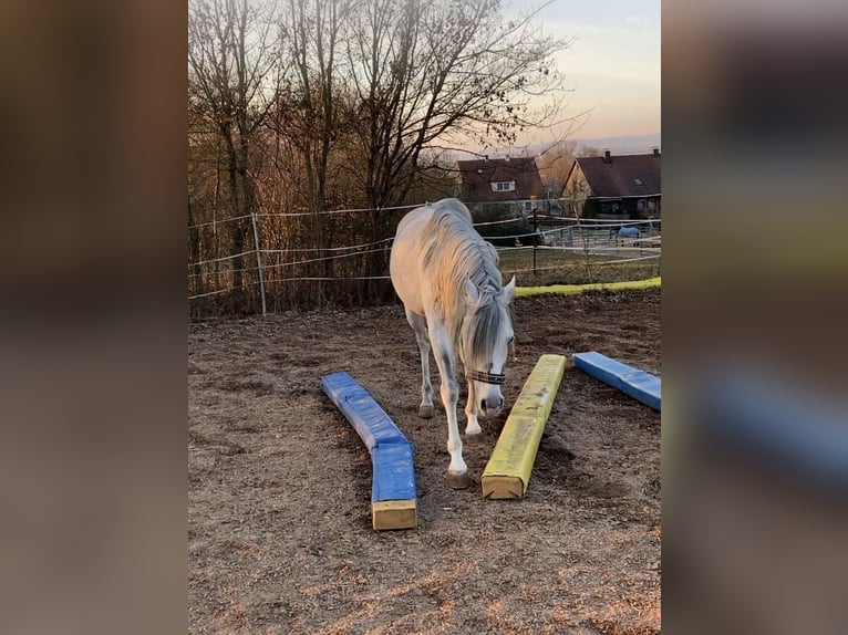 Vollblutaraber Wallach 9 Jahre 150 cm Schimmel in Adelshofen