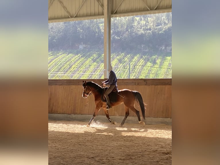 Vollblutaraber Wallach 9 Jahre 152 cm Rotbrauner in Alcobaça