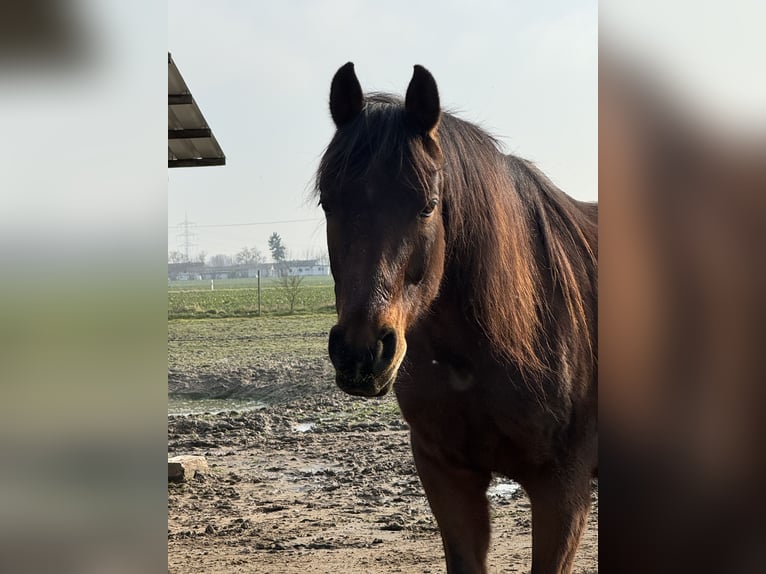 Vollblutaraber Wallach 9 Jahre 156 cm Brauner in Büttelborn