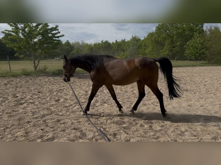Vollblutaraber Wallach 9 Jahre 156 cm Brauner in Büttelborn