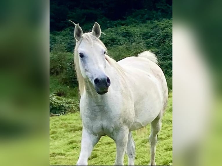 Vollblutaraber Wallach 9 Jahre 156 cm Fliegenschimmel in Essen