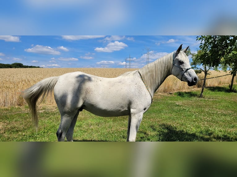 Vollblutaraber Wallach 9 Jahre 156 cm Fliegenschimmel in Essen