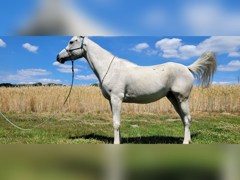Vollblutaraber Wallach 9 Jahre 156 cm Fliegenschimmel in Essen