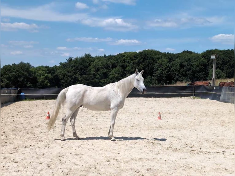 Vollblutaraber Wallach 9 Jahre 156 cm Fliegenschimmel in Essen