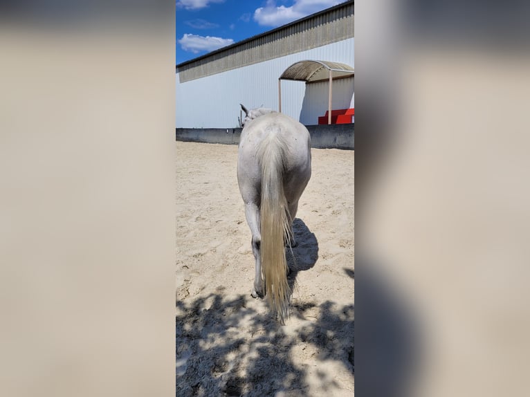 Vollblutaraber Wallach 9 Jahre 156 cm Fliegenschimmel in Essen
