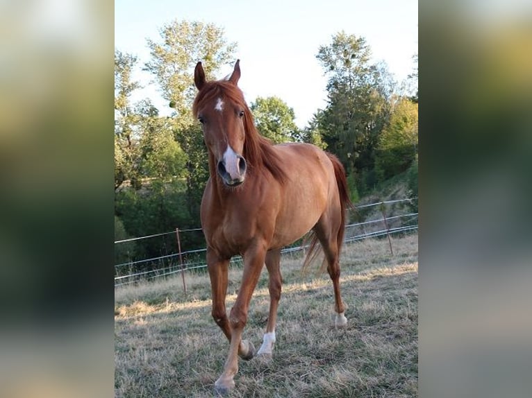 Vollblutaraber Wallach 9 Jahre 157 cm Fuchs in Freiamt