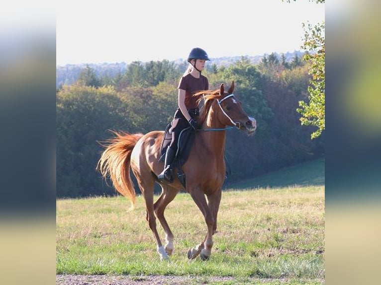 Vollblutaraber Wallach 9 Jahre 157 cm Fuchs in Freiamt