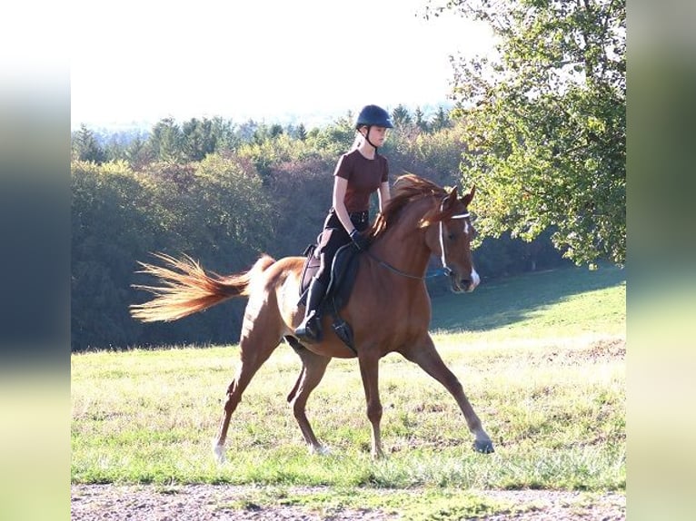 Vollblutaraber Wallach 9 Jahre 157 cm Fuchs in Freiamt