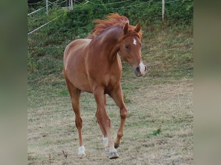 Vollblutaraber Wallach 9 Jahre 157 cm Fuchs in Freiamt