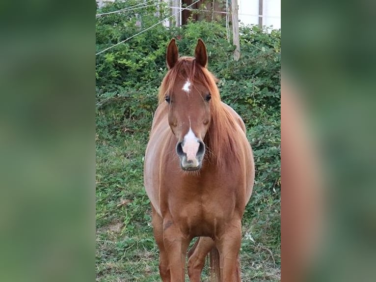 Vollblutaraber Wallach 9 Jahre 157 cm Fuchs in Freiamt