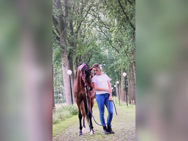 Vollblutaraber Wallach 9 Jahre 158 cm Rotbrauner in Ossendrecht
