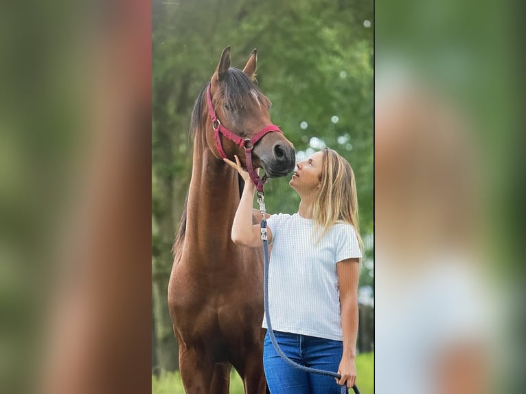 Vollblutaraber Wallach 9 Jahre 158 cm Rotbrauner in Ossendrecht