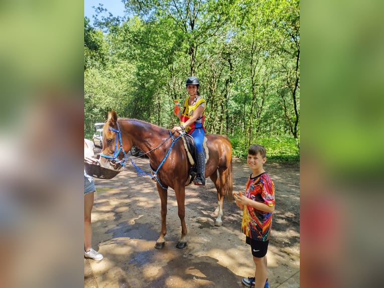 Vollblutaraber Wallach 9 Jahre 159 cm Fuchs in Uddel