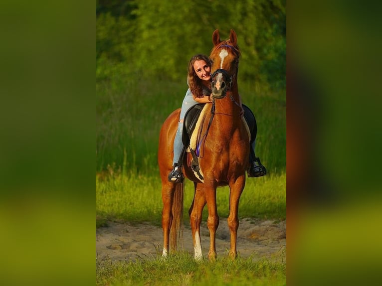 Vollblutaraber Wallach 9 Jahre 159 cm Fuchs in Uddel