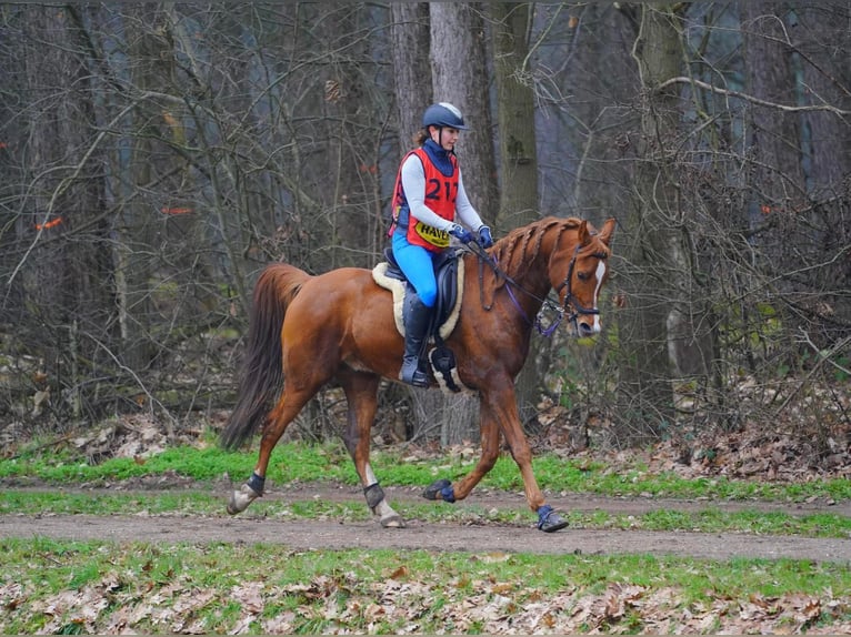 Vollblutaraber Wallach 9 Jahre 159 cm Fuchs in Uddel