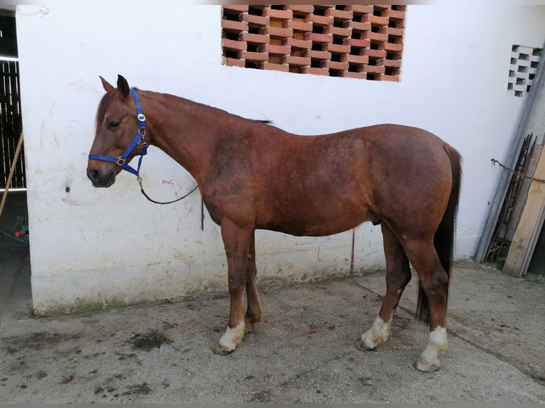 Vollblutaraber Wallach 9 Jahre 159 cm Fuchs in Hartberg